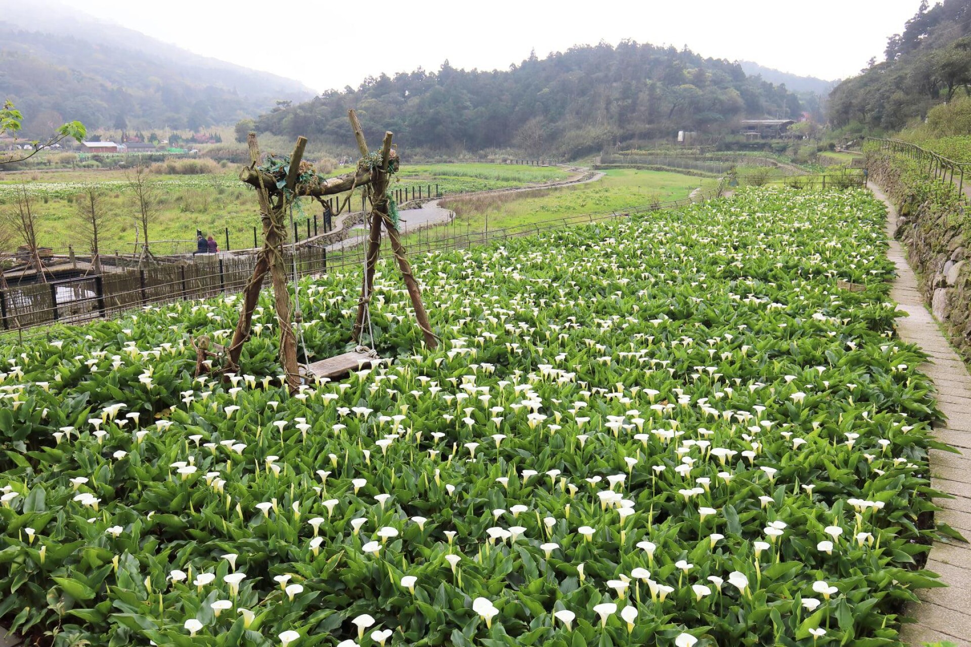 21陽明山海芋季限時一個月起跑 竹子湖變身12公頃雪白花海 挑選 採摘 照顧海芋方法快筆記 Marie Claire 美麗佳人