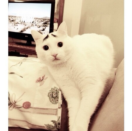 又萌又無奈 他是有眉毛的囧臉貓咪山姆 Marie Claire 美麗佳人