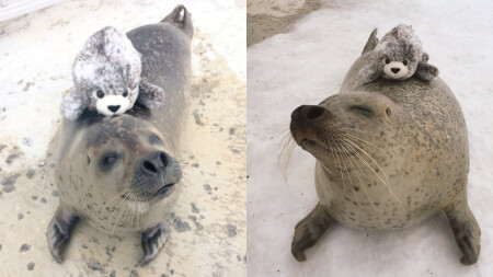 冬天來玩雪 當然也不能錯過超可愛的動物們 北海道 紋別市海洋公園 這隻小海豹萌翻了 Marie Claire 美麗佳人