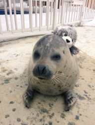 冬天來玩雪 當然也不能錯過超可愛的動物們 北海道 紋別市海洋公園 這隻小海豹萌翻了 Marie Claire 美麗佳人