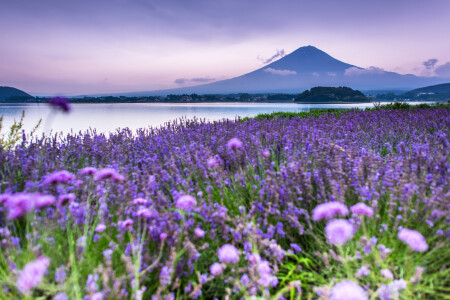 玩咖懶人包 爬富士山必get五大人氣景點 河口湖香草節 交織成紫色仙境 全景纜車360度俯瞰聖山美景 Marie Claire 美麗佳人