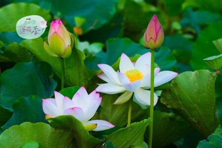 玩咖懶人包 19夏季賞花全攻略 蓮花 金針花季接力盛開 5大夢幻景點總整理 Marie Claire 美麗佳人