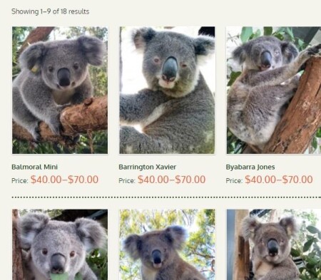 澳洲大火無尾熊面臨生存危機 領養無尾熊 捐款方式在這 一起幫助這些無辜的小生命 Marie Claire 美麗佳人