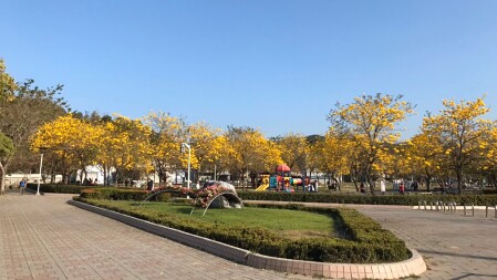 黃花風鈴木大爆發 台中22大盛開地點無私公開 必衝 最美公園 欣賞金黃色的浪漫 Marie Claire 美麗佳人