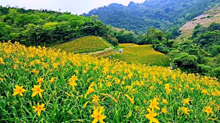 金針花來了 台東最新金針花秘境 知本天山農場 現在就是最美花期 一整片黃橙色花海超療癒 Marie Claire 美麗佳人