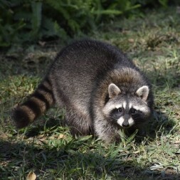 真的能在動物園睡一晚 高雄壽山動物園推2天1夜露營行程 餵食動物 夜間導覽 夜宿還能聽獅子叫聲入眠 Marie