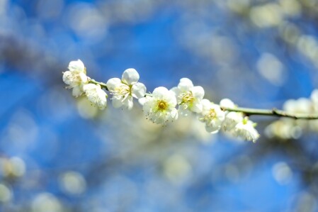 南投梅花夢幻盛開中 在地人推薦5大私房賞梅景點 快走進 雪白隧道 飽覽最美冬季畫面 Marie Claire 美麗佳人