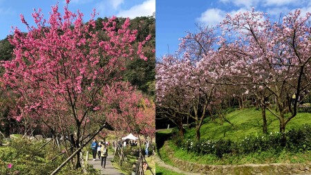 21全台賞花懶人包 粉嫩櫻花 鬱金香 木棉花 紫色花毯等10大初春花海正盛開 週末放假快衝一波 Marie Claire 美麗佳人