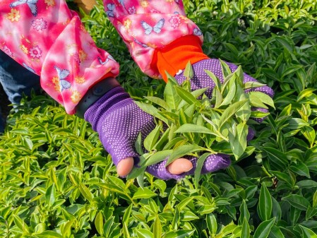 一起喝茶 直擊最美文青茶 璞韻 南投茶廠 深究四季春茶葉秘密與精品級製茶的6大工法 Marie Claire 美麗佳人