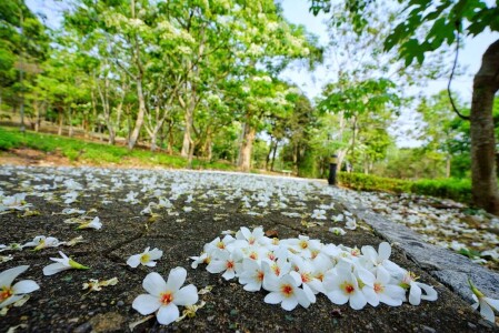 2021油桐花季浪漫紛飛！全台8大賞花景點懶人包，欣賞漫天五月雪飄落 