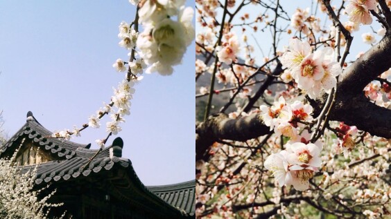 【Julia韓國觀察筆記】春暖花開迎初春,光陽梅花村賞梅去