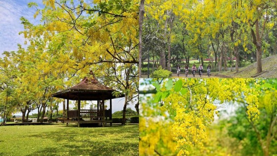 五月限定「黃金雨」夢幻紛飛!台南虎頭埤阿勃勒花季登場,年度美景超好拍