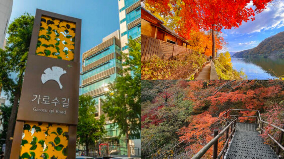 韓國旅遊｜韓國必去賞楓景點，與歐巴在楓樹下來場浪漫的邂逅！