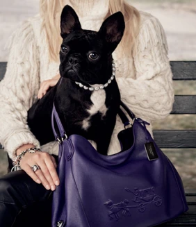 真的不是在鬧啦！Gaga愛犬跟著Coach包雙入鏡拼人氣