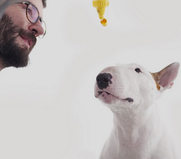 男人與狗：30歲離婚，老婆留下一隻牛頭梗，於是他們一起萌翻網友 