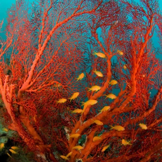 守護環境的承諾 TIFFANY &amp; CO. 發布最新永續發展報告