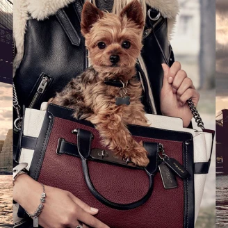 米蘭達可兒愛犬躍身當麻豆 拍攝COACH PUPS第二波形象廣告