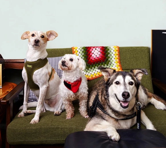 【特別報導】毛孩不流浪，跟著愛回家～領養毛孩前先聽他們怎麼說.....