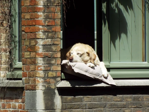再見，Fidel！布魯日最迷人的風景～明星運河犬與世長辭！