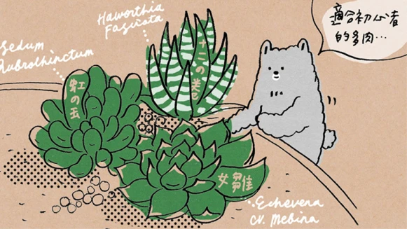 開始多肉Life！－適合初心者的多肉品種