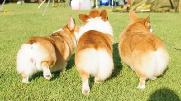 我的屁屁更萌哦！柯基屁股Instagram帳號超療癒