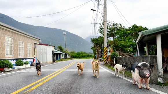 有些事物，消失了就沒有了。花蓮193縣道，守護一條靜好的小路