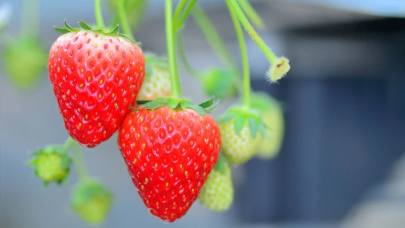 來一趟宮城縣南美食之旅 盡情享受味蕾的極致體驗