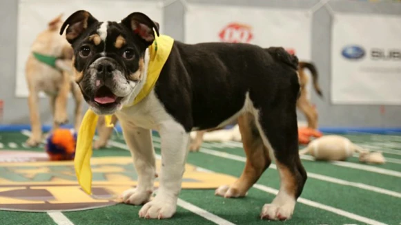 除了可愛，也幫牠們找一個溫暖的家！2017狗狗超級盃Q萌登場