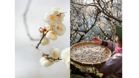 不健康，肌膚就無法真正白皙！香奈兒用珍稀日本梅花給妳健康光采