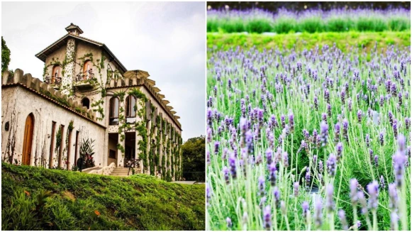 來趟文青小旅行！苗栗隱藏版浪漫薰衣草花海、神秘天空之城趕快來朝聖