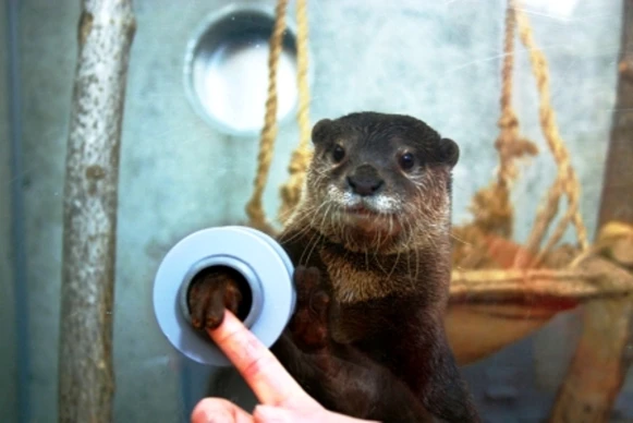 和水獺君握手約定 暑假可愛必訪神奈川海洋公園