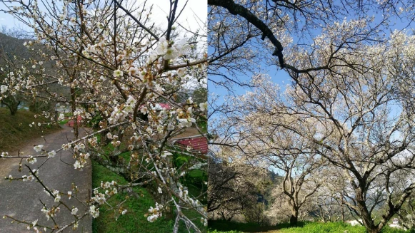 梅花梅花正盛開！南投「彭家梅園」，季節限定的驚艷美景～ 