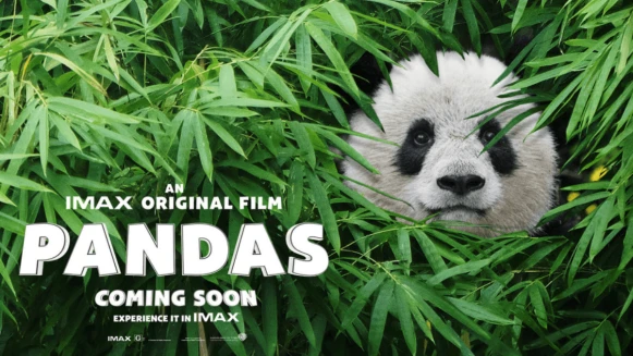 這麼萌呆合法嗎？IMAX原創紀錄片《熊貓們》，看了就想馬上抱緊處裡阿~
