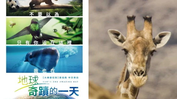 「不要以為只有你活在這裡，我也在！」走遍22個國家、38種珍禽異，BBC全新紀錄片《地球：奇蹟的一天》