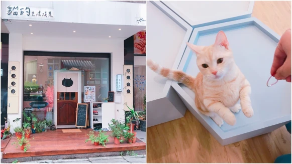 忙了一整天回到家，看到貓咪慵懶的樣子好像得到救贖！位在宜蘭羅東的「貓的生活提案」讓人進來就不想離開