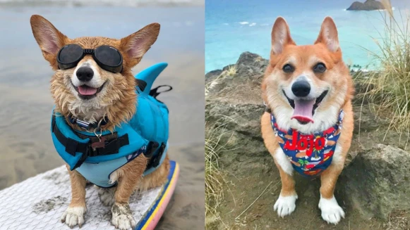 不只會衝浪還會滑雪！寵物網紅「Super柯基 JO JO」根本太可愛，秒被圈粉了阿！