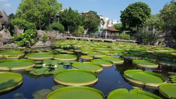 快揪閨蜜男友來拍！台北雙溪公園「大王蓮」不但外型震撼，還可以參加限定乘坐體驗活動~