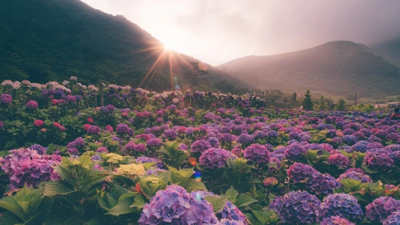 此生必去的夢幻仙境！2019全台繡球花景點大公開
