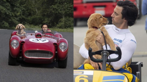 《我在雨中等你》一段黃金獵犬與賽車手的動人故事:「是命運或運氣,我只知道天生注定要當陪伴他的狗!」