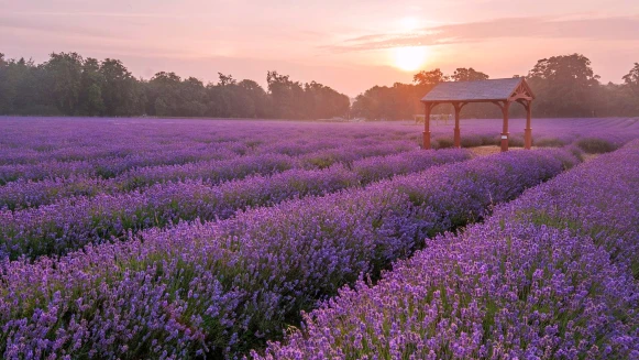 【玩咖懶人包】做一場紫色夏日美夢！特搜全球6大「夢幻薰衣草花海」，快衝一波當仙女小姐姐