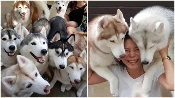 厭世人的天堂！快飛奔曼谷「哈士奇咖啡廳」，超過20隻大狗衝出門迎接你，無辜眼神討摸摸，幸福感破表