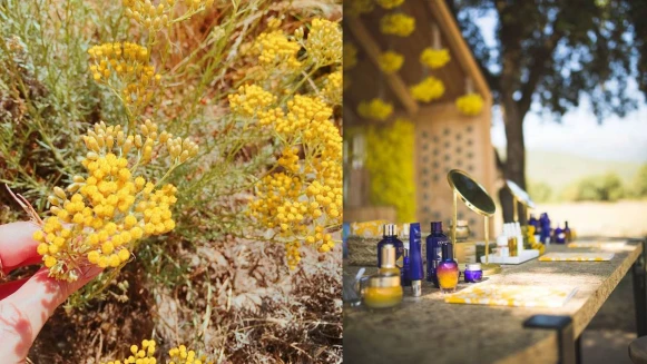 跟M編一起出走科西嘉島吧！一望無際的蠟菊田原來要賦予肌膚的不只光彩，更要美麗FOREVER！