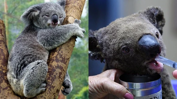澳洲大火無尾熊面臨生存危機！領養無尾熊、捐款方式在這，一起幫助這些無辜的小生命