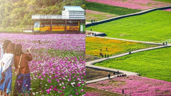【台中景點】秘境「外埔忘憂谷」好紓壓！20公頃花海成天然畫布，黃金稻浪、粉色波斯菊四季都美呆