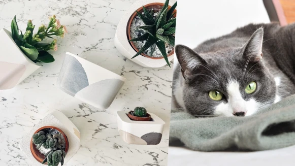 招桃花必備！貓咪盆栽搭配開運多肉植物，不是綠手指懶人也能輕鬆種