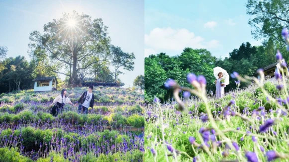 「2020薰衣草節」台中新社、新竹尖石同步登場！紫色薰衣草花海仙氣破表、8大活動總整理