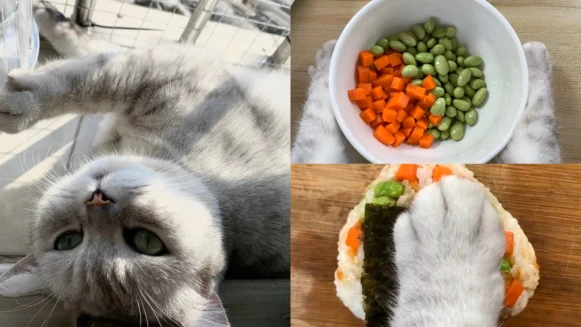 超療癒~會做菜的貓咪!為主人獻上愛心滿滿的低脂日式飯糰!