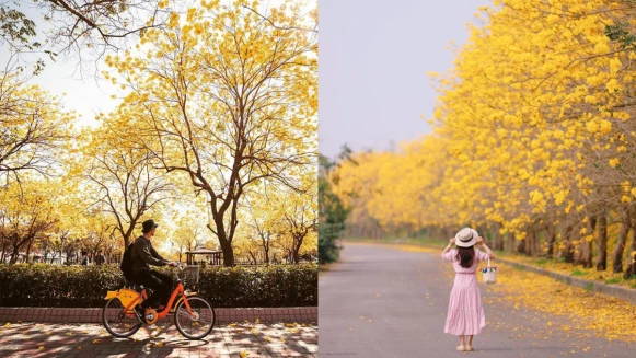黃花風鈴木 大爆發！台灣八大金黃隧道景點不藏私公開！IG打卡打起來！