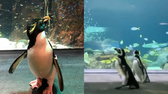 防疫期間我們最需要的療癒時刻！美國水族館讓企鵝放風館內趴趴走，搖頭晃腦畫面萌翻全球