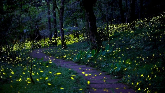 【玩咖懶人包】螢火蟲季開跑！盤點6大台北、新北賞螢景點，達人帶路、半日遊…立刻出發找火金姑